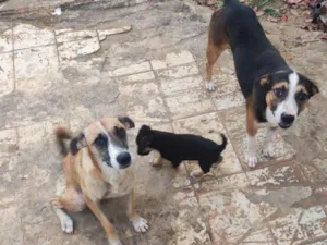 Cachorro raça SRD-ViraLata idade Abaixo de 2 meses nome tem nomes não 