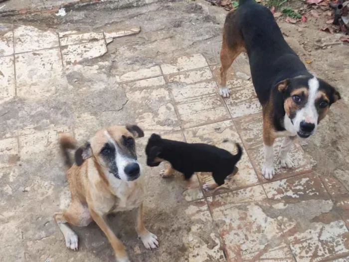 Cachorro raça SRD-ViraLata idade Abaixo de 2 meses nome tem nomes não 
