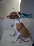 Cachorro raça SRD-ViraLata idade 1 ano nome Mel e Melissa