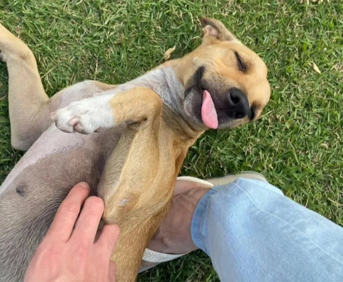 Cachorro raça SRD-ViraLata idade 1 ano nome Mel e Melissa