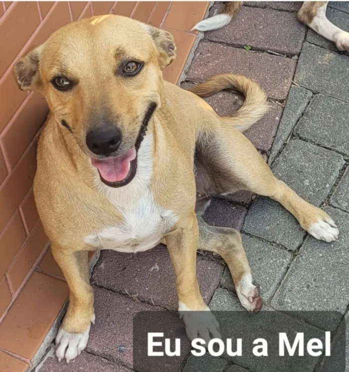 Cachorro raça SRD-ViraLata idade 1 ano nome Mel e Melissa