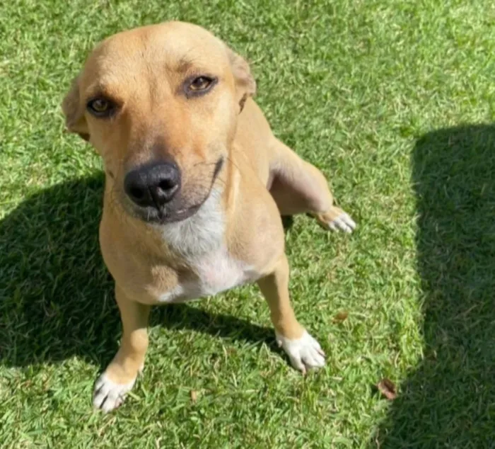 Cachorro raça SRD-ViraLata idade 1 ano nome Mel e Melissa