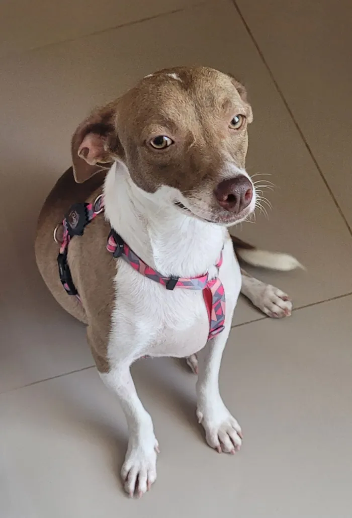 Cachorro raça SRD-ViraLata idade 1 ano nome Mel e Melissa