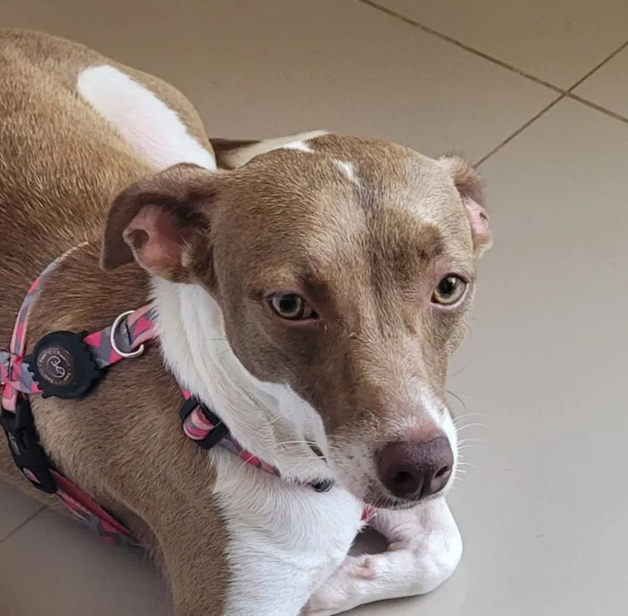 Cachorro raça SRD-ViraLata idade 1 ano nome Mel e Melissa
