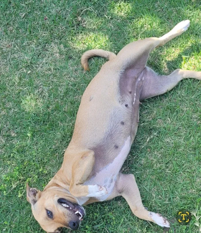 Cachorro raça SRD-ViraLata idade 1 ano nome Mel e Melissa