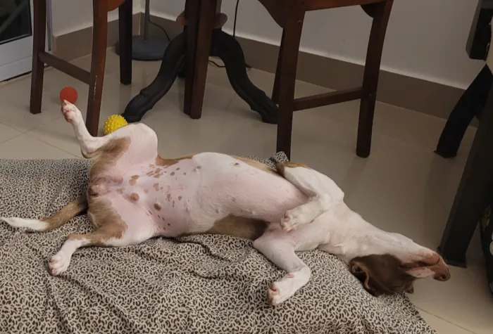 Cachorro raça SRD-ViraLata idade 1 ano nome Mel e Melissa