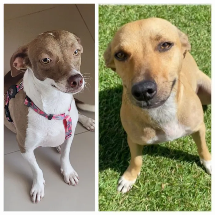 Cachorro raça SRD-ViraLata idade 1 ano nome Mel e Melissa