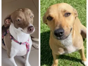 Cachorro raça SRD-ViraLata idade 1 ano nome Mel e Melissa