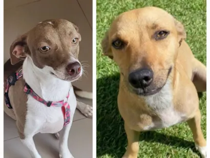 Cachorro raça SRD-ViraLata idade 1 ano nome Mel e Melissa