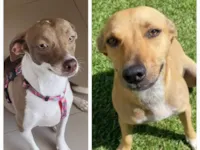 Cachorro raça SRD-ViraLata idade 1 ano nome Mel e Melissa