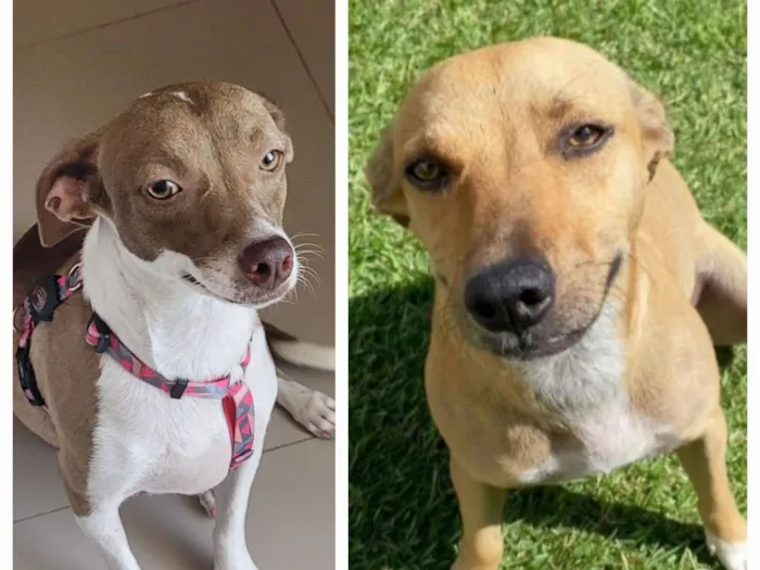Cachorro raça SRD-ViraLata idade 1 ano nome Mel e Melissa
