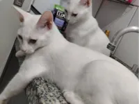 Gato raça SRD-ViraLata idade 2 a 6 meses nome Ari