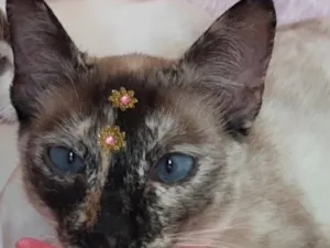 Gato raça SRD-ViraLata idade 2 anos nome Jujuba