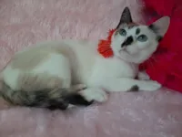 Gato raça SRD-ViraLata idade 7 a 11 meses nome Clarinha