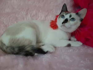 Gato raça SRD-ViraLata idade 7 a 11 meses nome Clarinha