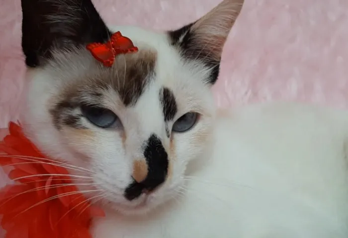 Gato raça SRD-ViraLata idade 7 a 11 meses nome Clarinha