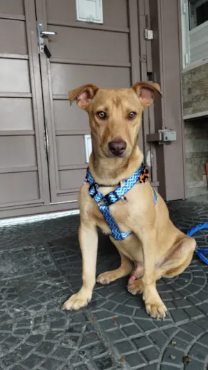 Cachorro raça SRD-ViraLata idade 1 ano nome Spike 