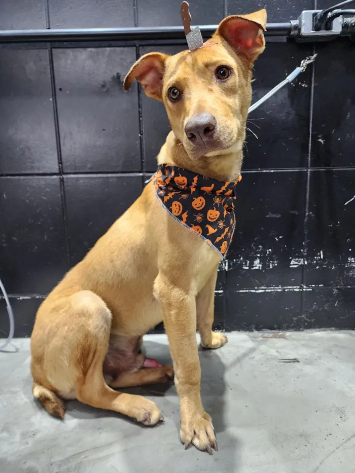 Cachorro raça SRD-ViraLata idade 1 ano nome Spike 