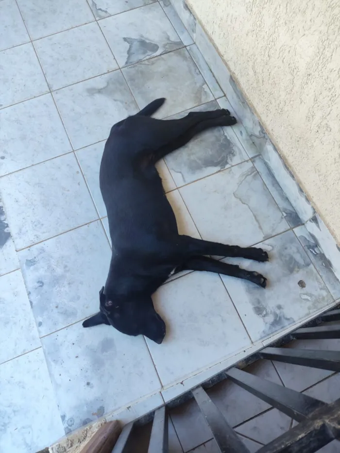Cachorro raça SRD-ViraLata idade 7 a 11 meses nome Pandora 