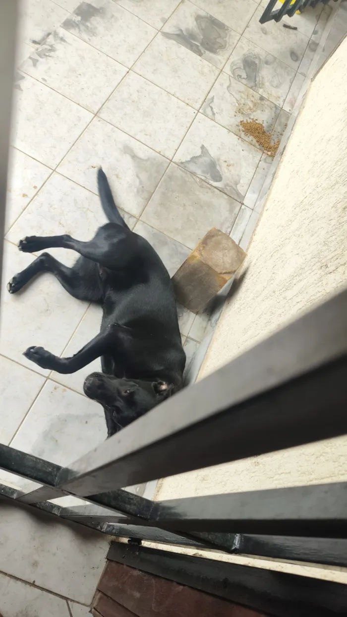 Cachorro raça SRD-ViraLata idade 7 a 11 meses nome Pandora 