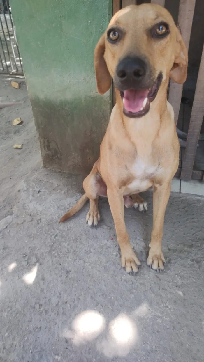 Cachorro raça SRD-ViraLata idade 2 anos nome Dourado 