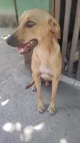 Cachorro raça SRD-ViraLata idade 2 anos nome Dourado 