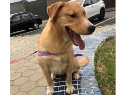 Cachorro raça Labrador idade 7 a 11 meses nome Nala