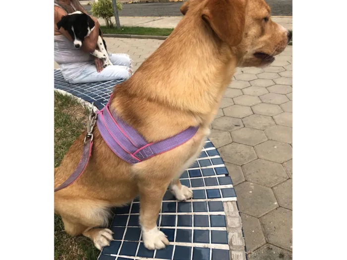 Cachorro raça Labrador idade 7 a 11 meses nome Nala