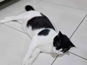 Gato raça SRD-ViraLata idade 7 a 11 meses nome Mingau