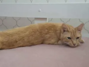 Gato raça SRD-ViraLata idade 6 ou mais anos nome Simba