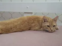 Gato raça SRD-ViraLata idade 6 ou mais anos nome Simba