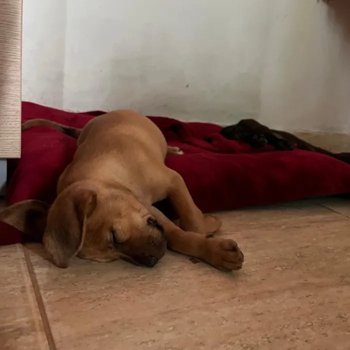 Cachorro raça SRD-ViraLata idade 2 a 6 meses nome Pequi