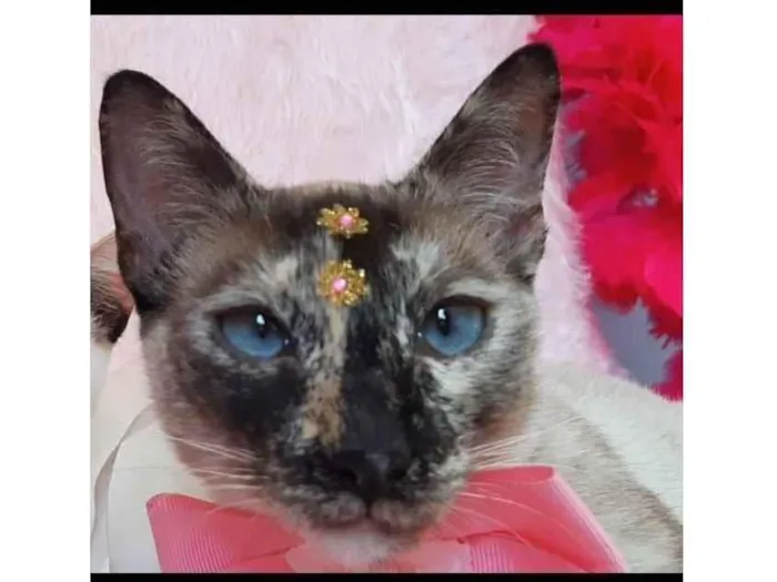 Gato raça SRD-ViraLata idade 2 anos nome Jujuba