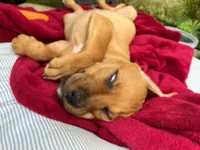 Cachorro raça SRD-ViraLata idade 2 a 6 meses nome Pequi