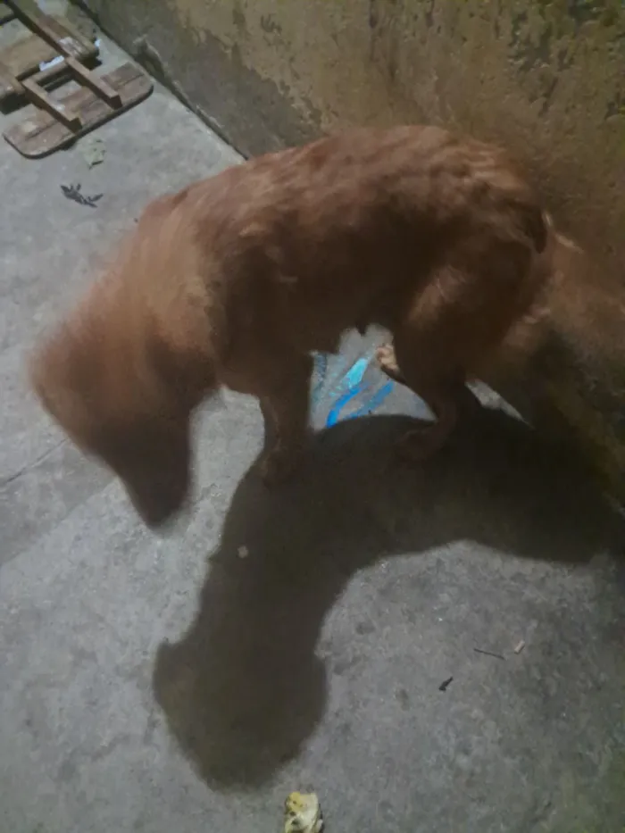 Cachorro raça Chow Chow idade 7 a 11 meses nome Tcheysse 