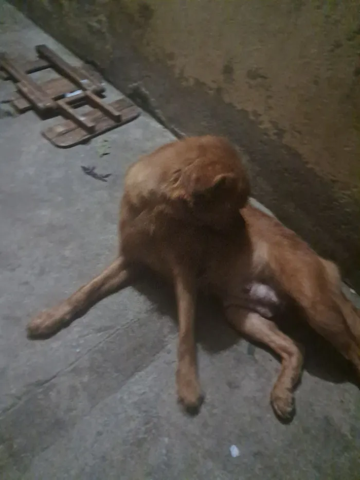 Cachorro raça Chow Chow idade 7 a 11 meses nome Tcheysse 