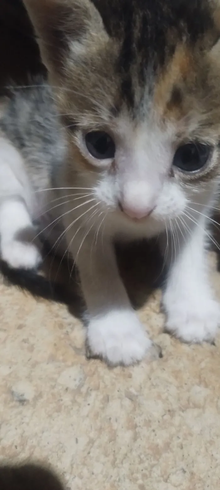 Gato raça SRD-ViraLata idade Abaixo de 2 meses nome Lia