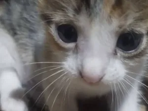 Gato raça SRD-ViraLata idade Abaixo de 2 meses nome Lia