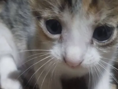 Gato raça SRD-ViraLata idade Abaixo de 2 meses nome Lia