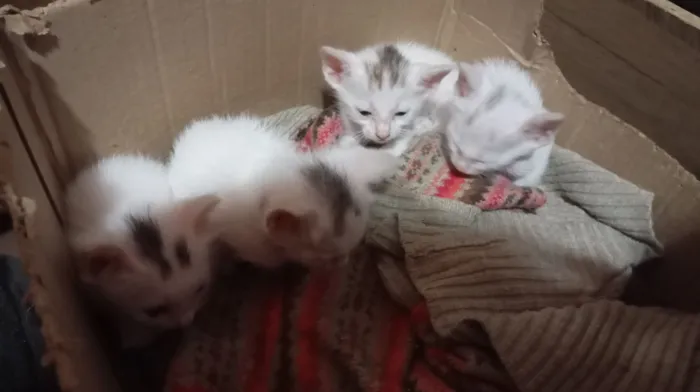 Gato raça SRD-ViraLata idade Abaixo de 2 meses nome eles não tem nome