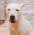Cachorro raça Pit-Bull idade 5 anos nome Kiara