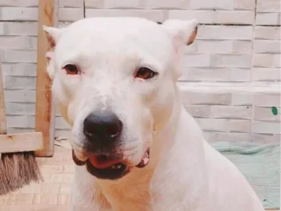 Cachorro raça Pit-Bull idade 5 anos nome Kiara