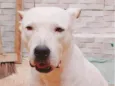 Cachorro raça Pit-Bull idade 5 anos nome Kiara