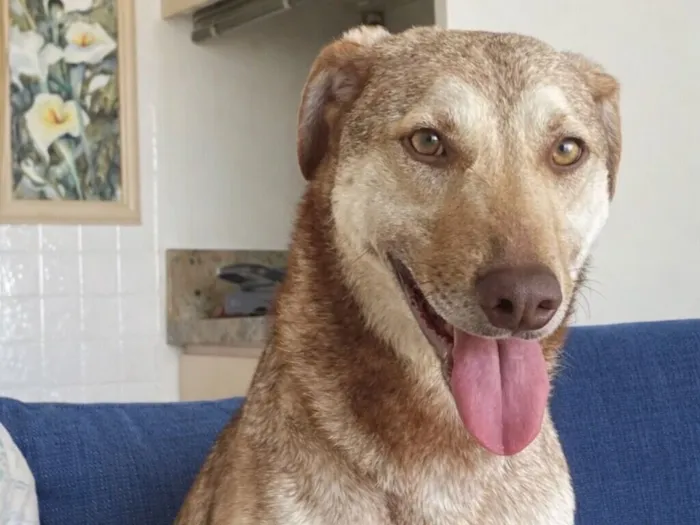 Cachorro raça SRD-ViraLata idade 1 ano nome Alemão