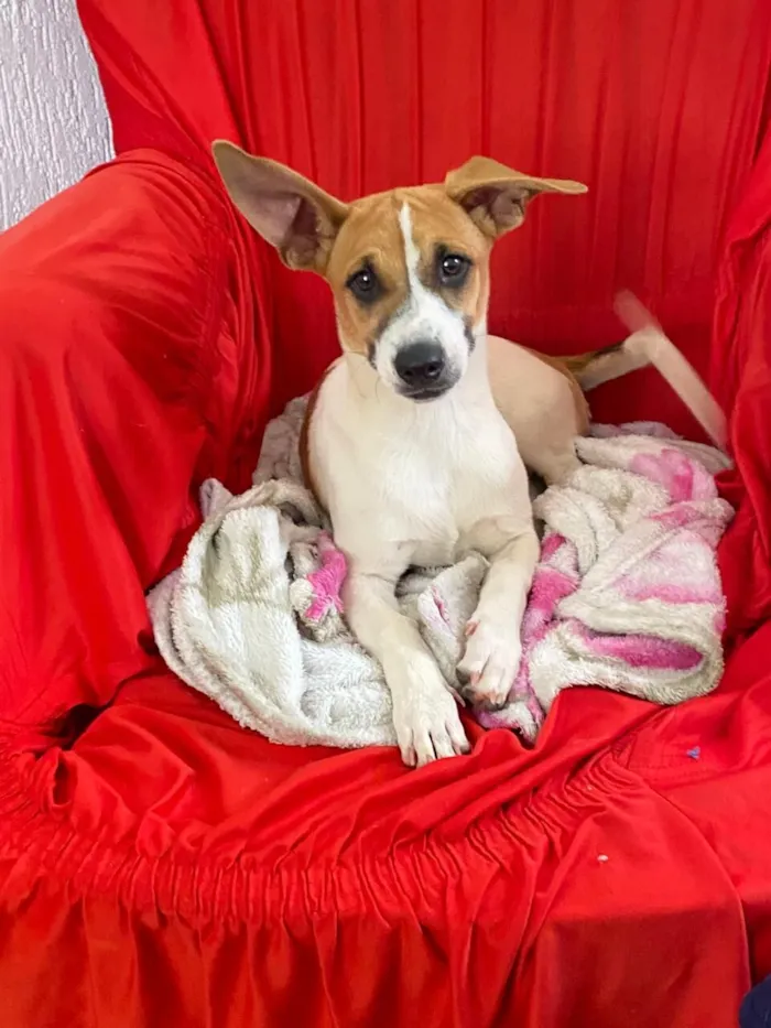 Cachorro raça SRD-ViraLata idade 7 a 11 meses nome Solange 