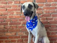 Cachorro raça SRD-ViraLata idade 1 ano nome Felipe 