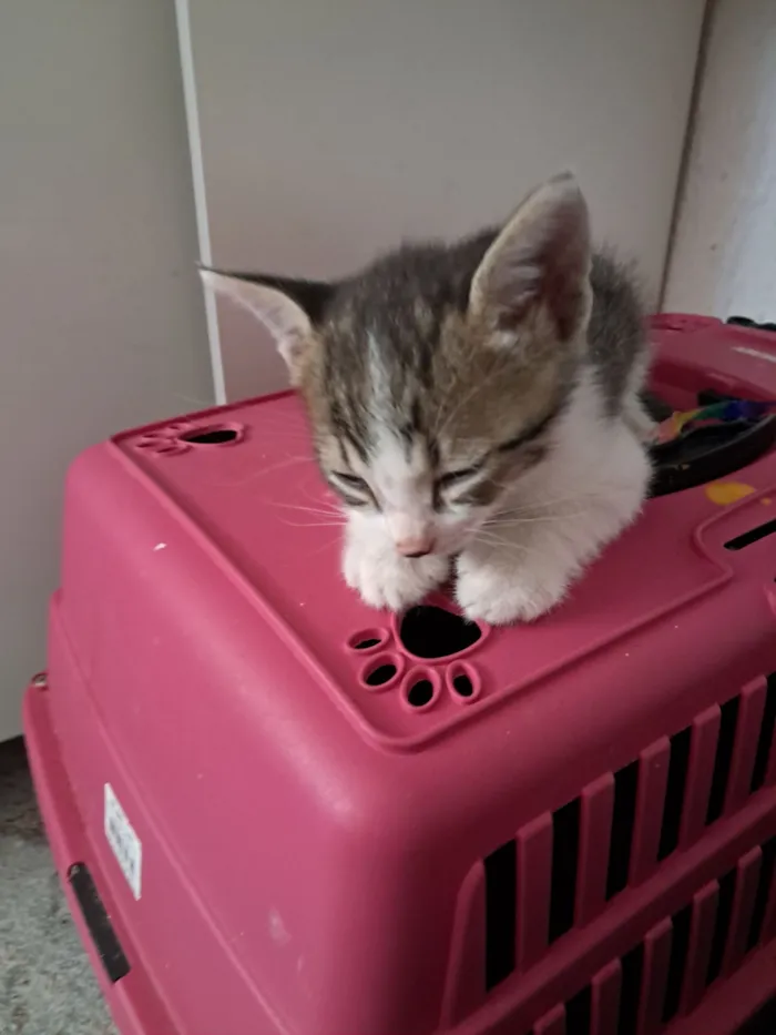 Gato raça SRD-ViraLata idade 2 a 6 meses nome Simba