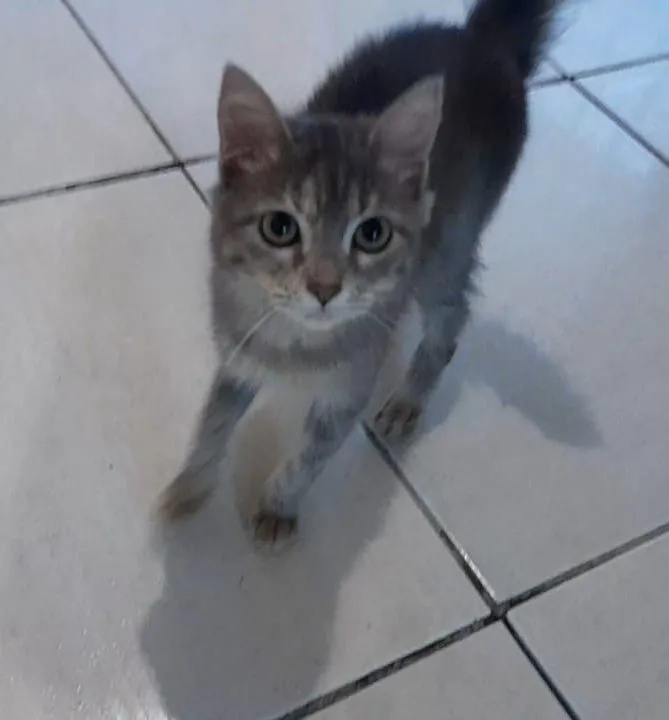Gato raça SRD-ViraLata idade 2 a 6 meses nome Sem nome