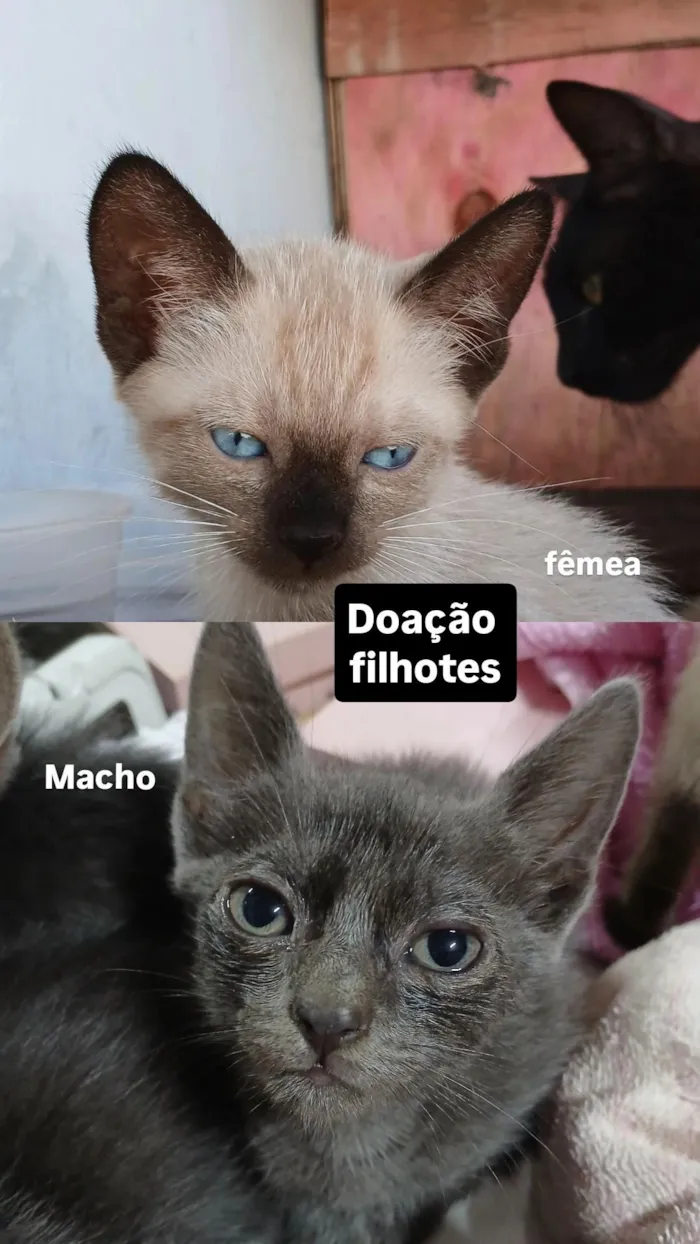 Gato raça SRD-ViraLata idade 2 a 6 meses nome sem nomes