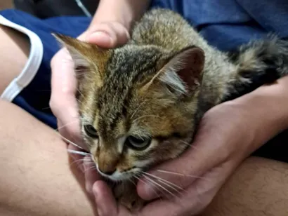 Gato raça Maine Coon idade Abaixo de 2 meses nome Alfredo